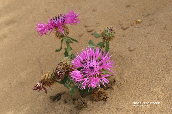 Kugelkopf-Flockenblume (Centaurea sphaerocephala)